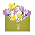 Saffron. Mountain flowers. Spring vector illustration. Envelope filled with crocus flowers saffron yellow and purple.